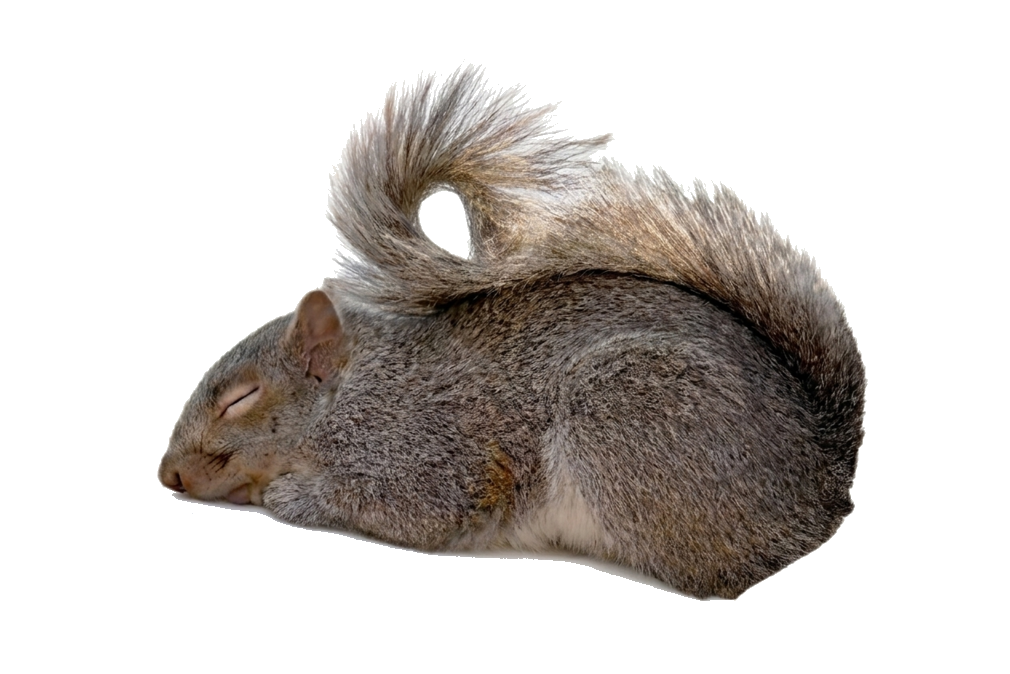 squirrel