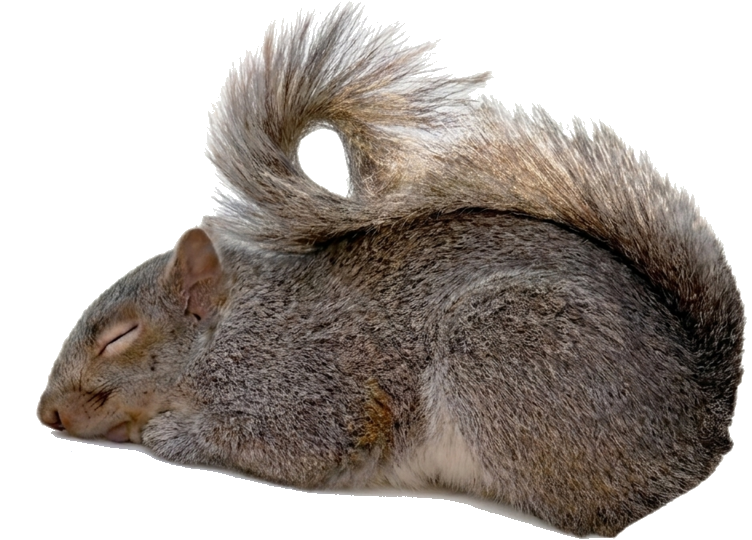 sleepy squirrel